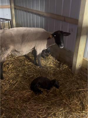 Replying to @Kim Black You guys want more farm content! Here’s the first of many!! #lambing #farm #farming #farmlife #michigan #michiganfarmer #barndo #barndominium #thatchipperbunch #sheep #4H #lambingseason 