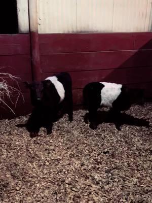 #Oreo #BeltedGalloway #Milk #Cookies #Bull #Fyp #BottleCalf 