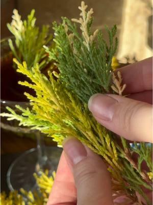 Meet Lemon Cypress #lemoncypress #sunnygreens #sandiego #specialtyproduce #mixology 