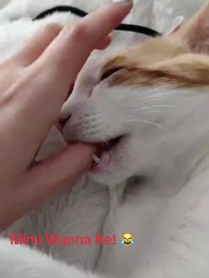 Mimi’s Spanish friend Genero is also a finger chewer!! 😻#mimicat🐈😻 #mimicatsucks #catsoftiktok #catfriends 