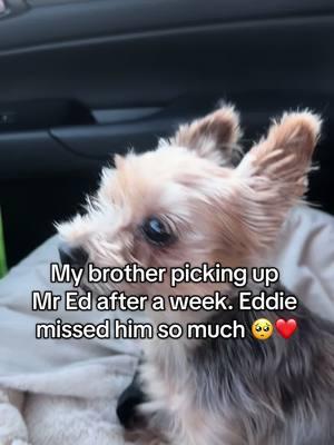 Mr Ed is so loved #funny #cute #mreddie #yorkie #dog #sweet #Love #CapCut #fyp 