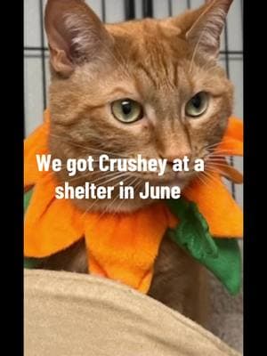 Crushey the Cat #crusheythecat #cat #funnycats #catbehavior #catsoftiktok #shelterpetsoftiktok #fyp #c #x #y #xyz #catlovers #pet 