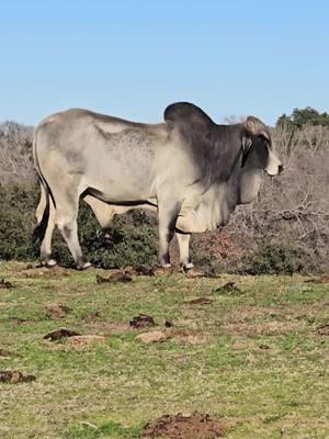 Churro. What an incredible Brahman Bull. He is stout. He is tough. He is all bull. Churro has the sweetest temperament. Love him. We will have his calves in a few months. They will be really special. Keep an eye out. Lamberts Ranch breeds for Color, Size, Beauty and gentle temperaments.  #Jimmylambert #lambertsranch #ginabfly #redbrahmanbull #redbrahman #polledbrahman #showcalves #Brahman #brahmancattle #trump #goodbye2024 #forupage #for #foryoupageofficiall #foryoupage❤️❤️ #foryou #capcut 