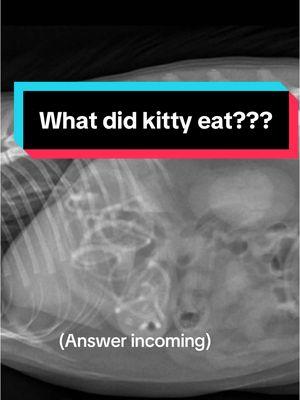 Evil kitty possessed good kitties brain and got him to eat the hair ties, I know it!  Guys, I know cats LOVE love love hair ties. And even if you THINK they don’t eat them… they will.  (Speaking from personal experience with a cat who will open bathroom drawers to eat hair ties.)  So please, don’t play with your cat and hair ties or encourage them to play with them in any way.  #apccvet #animalhospital #vet #veterinarian #catmom #catadvice #catvet 