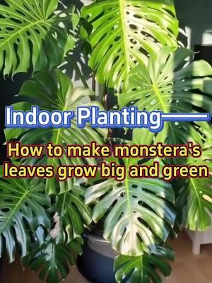 #indoorplants #monstera #houseplants #caretips #indoorgarden #planttips #gardening #plants #gardentips #planting #homegarden 