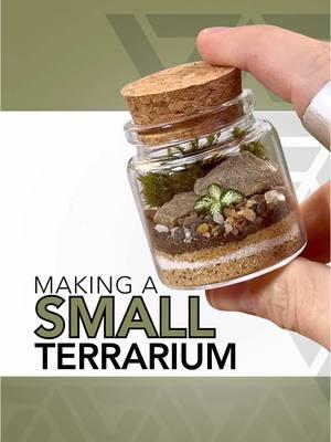 This is always one of my favorite sizes of terrarium to make 🌱 The terrarium plant I added a cutting of is called fittonia lovers  #terrarium #plants #moss #tutorial #DIY #howto 