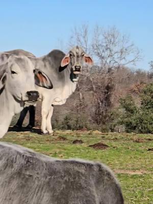 Lamberts Ranch is breeding some really Pretty Brahmans. Take a look at these grays. They are beautiful. Love them. Lamberts Ranch breeds for Color, Size, Beauty and Gentle Temperaments. #Jimmylambert #lambertsranch #ginabfly #polledbrahman #showcalves #Brahman #brahmancattle #trump #goodbye2024 #capcut #foruyou #forupage #for #foryoupageofficiall #foryoupage❤️❤️ #foryou 