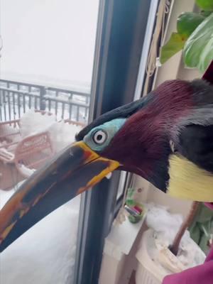 When Chester first woke up, he was not pleased with the new view 😂 #snowday #snow #birdtok #toucantok #pettok #arlingtonva #washingtondc #birds #toucan #bird #petbird #pettoucan #aracari #chester #exoticbirds #exoticpets #exoticanimals