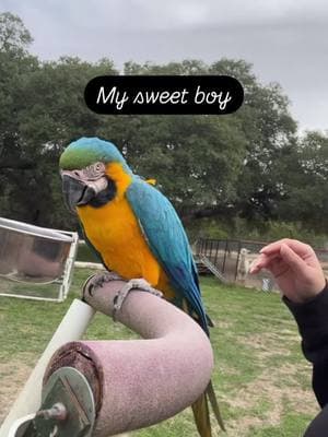 Our blue and gold macaw Buz @Happy Tails Entertainment LLC #macaw #happytails #happytailsentertainment #birds #animals #birdsoftiktok #blueandgold #blueandgoldmacaw 