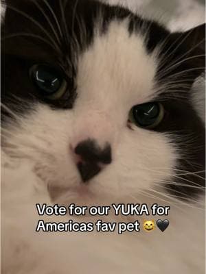 We’re trying to win to help get her more tests and treatment for the heart murmur pls vote in bio 😭🖤😸 #americasfavoritepet #cutecat #catsoftiktok #cat #fyp #help #heartnose #meow