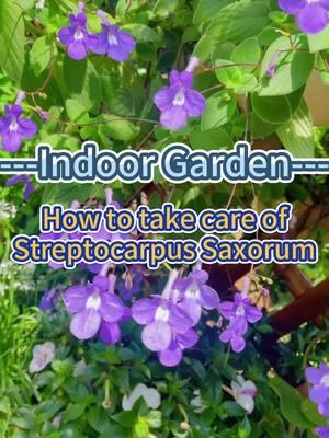 #gardening101 #indoorgarden #gardenplants #indoorplants #homegarden #gardeningtips #plantcare #homeplants #indoorgardening #plantcaretips #dolphinflower 