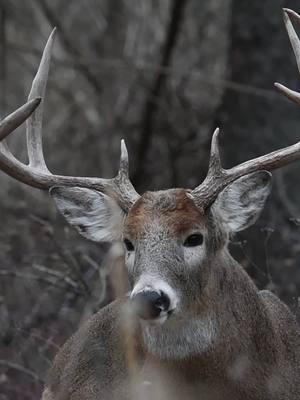 A few Quality 8pts and a few others. #whitetail #outdoorlife #midwestwhitetail #whitetaildeer #antleraddict #buck #deer #outdoorsman #urbanwildlife #wildlifephotography #wildlife #bigbuck #whitetailadrenaline