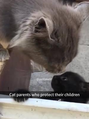 When cats become parents🐱🐈#fyp #fypシ #foryou #pet #pets #cats #catsoftiktok #PetsOfTikTok  #funnypets #funypetsoftiktok #funnypetvideos #funnypetsoftiktok 