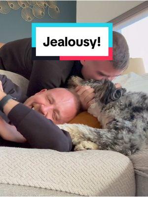 Our puppy  is a little #jealous #bernedoodle #husbandsoftiktok #husbands #jealousdog #fyp #dogsoftiktok 