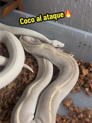 Dos de nuestros animales favoritos  Coco guarapo x bruja  #ballpython #snake 