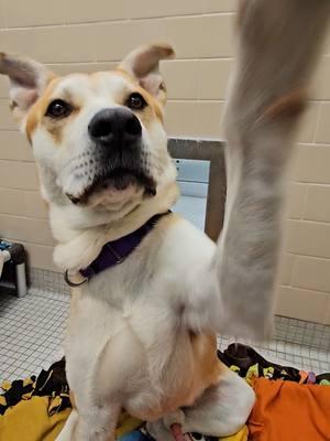 Skip the Jim membership and work out with Rufus and Raya! #adoptme #shelterdog #fyp #cute #sketch #dogsoftiktok #animalshelter #humor #gym #wholesome #manifest #animals 