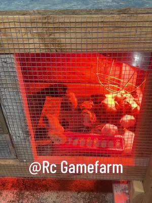 #fypシ #fyp #fypage #paratiiiiiiiiiiiiiiiiiiiiiiiiiiiiiii #paratii #gallos #gallosfinos #gallosmexico🐓👌 #gallosfinos💯 #galleros #gallerosdecorazon🐓 #gallerosmexicanos #gamefowl #gamefowlbreeders #gamefowllife #mipasion #gallistica #bugarin 