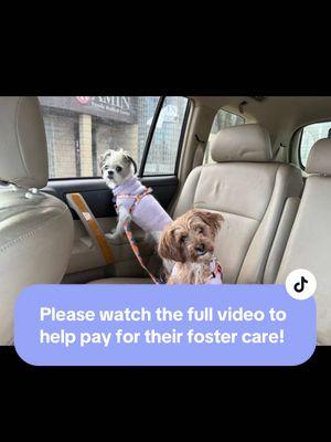 Please watch until the end! Tilly & Sophie both need dental cleanings & grooming. Vaccinations & preventatives are on board, but dental cleanings for both are expensive. Watching the full video helps provide for their care! #rescuedog #adoptdontshop🐾 #rescuedismyfavoritebreed #fosterdogsoftiktok #fosteringsaveslives 