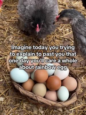 Absolutely!! 🥚 🥚 #eggs #rainboweggs #raisingchickens #chickensoftiktok #backyardchickens 