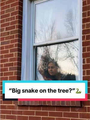 I got home and saw my mom looking through the window, she was mortified because she saw a “ huge snake on the tree” she said she saw its head moving up and down. She was telling me not to get close… yall ready to see that big snake… 🐍🐍🐍🐍 ( she has snake phobia) #snake #phobi #funnymoments #MomsofTikTok #mexicantiktok #mexicanmom #latinostiktok 