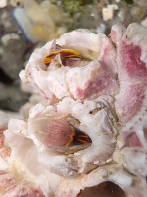 Wait until you see the barnacle farts 🤓 #barnacle #crustacean #crab #lowtide #barnacles #beachcombing #shells #shelling #molt #marinebio