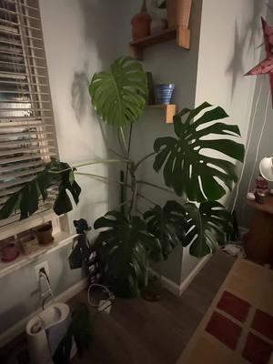 #plant #plants #plantsoftiktok #plantlover #loverofplants #plantsobsessed #albo #thai #thailand #albomonstera #thaiconstellation #indoor #indoorplants #growsomething #monstera #fiddlyfig #rubberplant #snakeplant #pothos #pothosplant #fypシ #fypシ゚viral #trending #trend #viralvideo #happygardening 