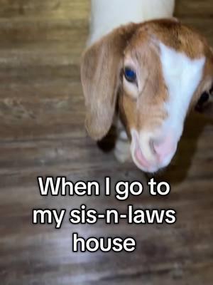 When your sis-n-law loves animals. @Lacey Girtman I will never stop laughing about this🤣 #goatmom #insidegoat #housegoats 