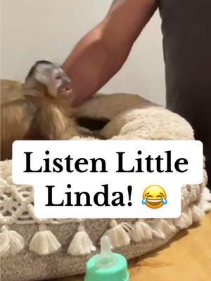 @Lox&Ollie Listen Little Linda! 😂 Onesty! 😂 12/12/24 #creatorsearchinsights #fyi #fypage #foryoupage #fypシ゚viral #fyf #fyfyfyfy #fyfyfyfyfyfyfyfyfyfyfyfyfyfyfyfyfyfy #fyforyou  #monkeysoftiktok #capuchin #monkey #monkeys #babymonkey #cute #adorableanimals #cuteanimals #cuteanimalsoftiktok #babyanimals #funnyanimals #funny #petmonkey #loxandollie #lando #spidermonkey #babyspidermonkey #newbornmonkey #monkys #funnymonkeyvideos #monkeybaby #monkeysactslikeahuman #monkeyrealfootage #smartmonkeys #capuchinmonkey #femalemonkey #asmrmonkey #babymonkeyvideos 