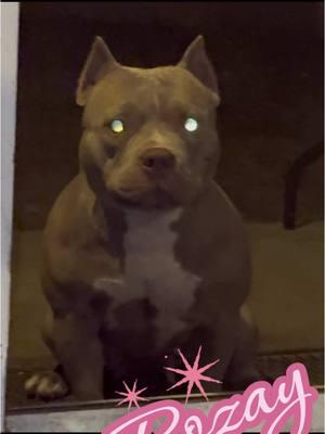 This girl is a beast!!! #knuckleheadbullies #foryoupage #americanbully #rozay #fyp #louisvline 