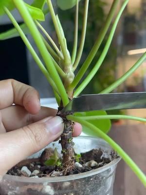 Pilea Leaf Propagation: Two-month Growth Update. 🌿 This is how Pilea leaf propagation worked, with a small portion of the stem at the base of the leaf.  Cute but unnecessary, as Pilea produces many baby pups. 🫣 I tried it just for fun because, who need reasons when you have got green thumbs and an obsession with reels? Lol😆  #plants #plantsplantsplants #pilea #pileapeperomioides #pilealovers #pileapropagation #leafpropagation #propagation #propagationstation #indoorplants #houseplants #plantcare #plantcaretips #houseplants #urbanjunglehome #plantslover #plantsmakemehappy #plantsmakepeoplehappy #plantsmakemesmile