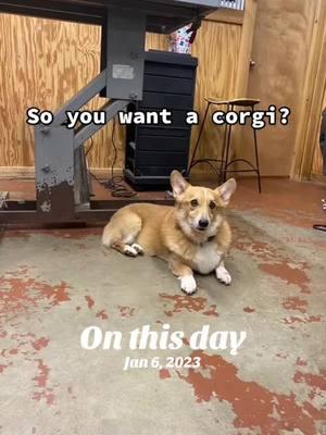 My annual PSA that corgis she’d like CRAZY! #onthisday #corgis #dogdeshedding 