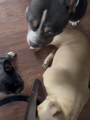 When you are being an annoying little brother lol #fyp #frenchbulldog #frenchie #frenchiesoftiktok #frenchiepuppy #foryoupagе #akcfrenchies #americanbully #bullybreed #bullyworldwide 