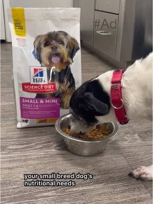 #HillsPartner #Ad As a veterinarian, I know sometimes it can be hard to figure out what your pets are really trying to tell you! That’s why I’ve partnered with @Hill’s Pet Nutrition to share why Alvin loves Hill’s Science Diet Small and Mini products.