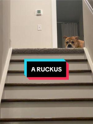 A dog RUCKUS #funnydog #tiktoktinker #cutedog #bestdog #funnydog #gooddog #sneakydog #mischevious #viral #doggy #bulldog #bulldogsoftiktok 