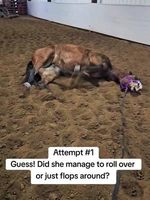 Just a big dog 🤣 #horsetok #baymare #funnyhorses #sassyhorse #horserolling #dirtyhorse #mare #cutehorse #horselife #horsesoftiktok 