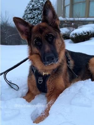 (1/6/24) We will wait as long as it takes for Dax to get back to good. 🥰 He enjoyed some limited play time outside in the snow today and clearly wants to do more than he should. He has a follow-up appt. with his surgeon on Thursday and hopefully, will get a few of his restrictions lifted! #germanshepherd #gsd #dog #tplo #tplosurgery