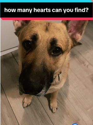 // Comment how many hearts <3 you can find! // #linkthegsd #germanshepherd #gsddog #dogsoftiktok #dogtok #gsd #fyp #dogs #hearts #germanshepherdsoftiktok #doggosoftiktok 