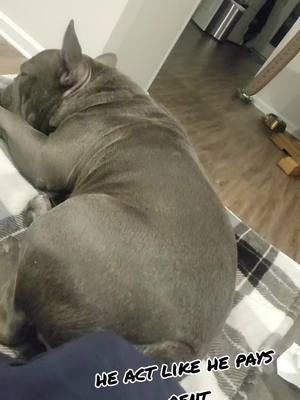 He looks like he just work a 12 hour shift 😳 🙄  #frenchbulldog #frenchie #frenchietok #frenchielife #CapCut 