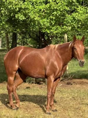 #CapCut #curlysue #aqha #fypシ #pony #curly #redmare #fyp 