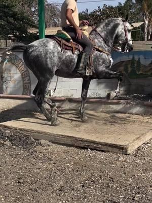 #RANCHOLOSJIMENEZ  #PURARAZAESPAÑOLA  #CABALLOSBAILADORES  #HORSES #CABALLOS #LOSANGELES #JALISCO #MEXICO #FYP #ALTAESCUELA #VIRALREELS #EQUESTRIAN 