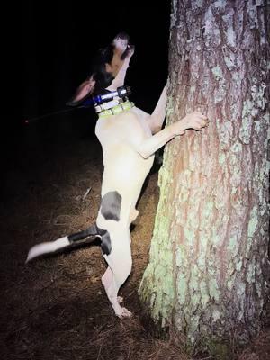 Tree dawg #coondog #hunttok #fyp #Outdoors #hunting #walker #fy 