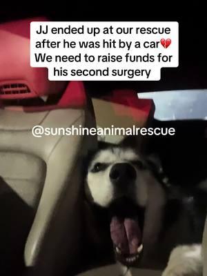 #animals #petsofinstagram #rescuedogs #dog #dogsoftiktok #puppies #puppiesofig #adoptdontshop #shelterpets #rescuedanimals #doglover #animalrescue #animallovers #animalcare #doglife #petstagram #animalshelter #adoptme #furreverhome #rescuedogsofinstagram #husky #huskylife #huskysoftiktok #huskypuppy 