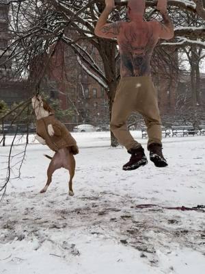 Me and dad are having a snow day  #miathepittie #dogsoftiktok #pitbullsoftiktok #fyp #pittienation #treedog #treelover #snowday #daddysgirl @eugene718 