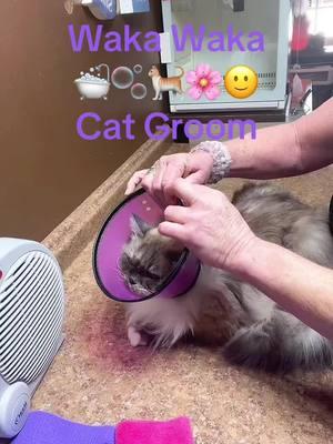 Felix the cat getting The Natural which will restore his coat with a BATH 🛁🫧🫧🫧 and includes a full Belly Shave 🌸 #sweetcat #catgrooming #livecatgrooming #LHSP #cattok #catsanitaryclip #pottypatch #