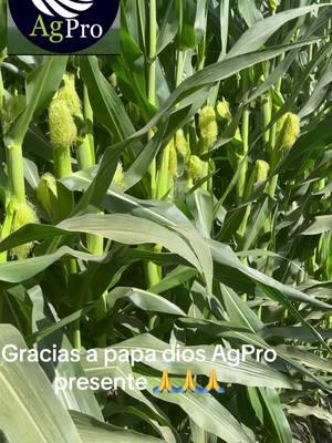 #AutoAtCES2025 #ayalafarm #piedadayala #ayalafarmspiedadayala #agpro #agriculture #agproorganics #viral #virgendeguadalupe #loschavalitosoficial #hermanosespinoza #corn#caballos #foxnews #mexico #univision 