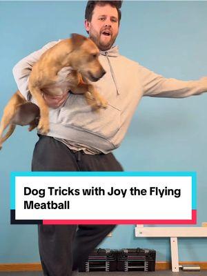 Fun tricks with our Pitbull Joy!  #dogtricks #DogTraining #pitbull #dogsoftiktok #dogdancing #dance #fyp 