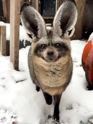 Otis the bat-eared fox is a snow angel! ❄️ Another snow day at the Zoo! The Zoo is closed due to weather, but animal care staff members has been staying overnight at the Zoo to care for the animals. Stay safe and stay warm! ❄️ #cincinnati #snowday #zookeeper #cincinnatizoo #animals 