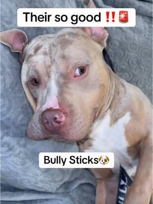 #americanbully #dogsoftiktok #fyp #bullystick #dogtreats #doglover #dogs 