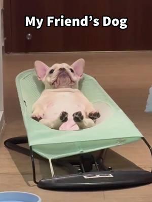 My friend’s dog and My dog #dog #dogs #dogsoftiktok #funnyanimals #funnypets #frenchbulldog #corgi 