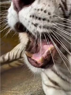 #onthisday I love the way he even shook his head “no” 😂 #NOTpets #wildlifesanctuary #whitetiger #zoonaplesfl #EndangeredSpecies 